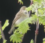 whinchat 055.jpg