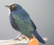 Blue Eared Glossy Starling 16 copy.jpg