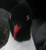 med gull 075.jpg