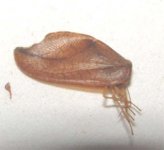 D. phalenoides 2.psd.jpg
