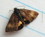 small moth 005.jpg