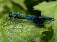 banded_demoiselle_13may05_420.jpg