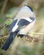 Female Bullfinch - Holy Island (27.10.04).JPG