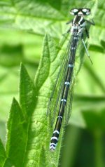 Azure Damselfly f. Roves Fm.08-05-05.jpg