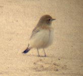 Pied Wheatear - Newbiggin Golfcourse (23.10.04) 2.JPG