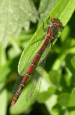 Large Red Damselfly f.forma fulvipes.RovesFm.08-05-05.jpg