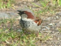 House Sparrow.JPG