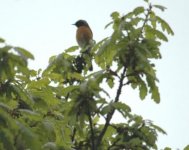 Redstart.jpg