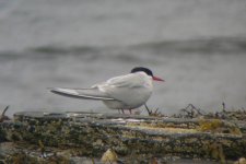 84 Arctic Tern.jpg