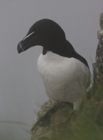 1.Razorbill.JPG