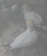 3.Gannet.JPG