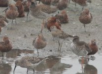 1.SharpTailedSandpiper.JPG