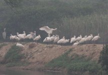 3.BlackFacedSpoonbill.jpg