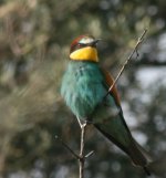 bee-eaters1.jpg