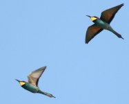 bee-eaters.jpg