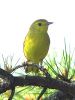 yellow warbler 2.jpg