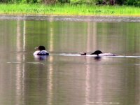 common loons with chick.jpg