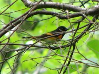 american redstart arcadia.jpg