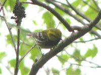 black throated green warbler arcadia.jpg