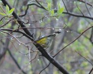 Magnolia Warbler.jpg