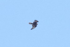 buzzard 0F4A9174.JPG