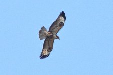 buzzard 0F4A9191.JPG