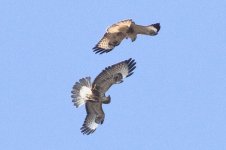 buzzard 0F4A9213.JPG