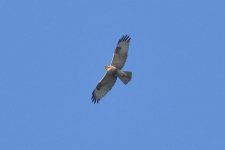 buzzard 0F4A9312.JPG