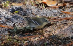 Pine Warbler IMM FEM-1a.JPG