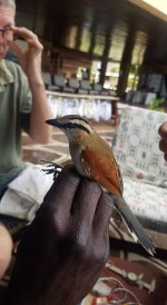 Brown-crowned tchagra.jpg