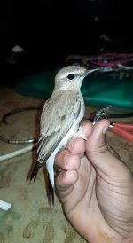 Isabelline wheatear (migrant).jpg