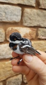 Pygmy batis.jpg