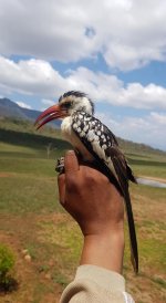 Red-billed hornbill.jpg