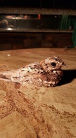 Slender tailed nightjar.jpg