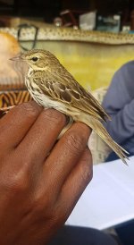 Tree pipit (migrant).jpg