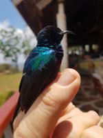 Tsavo sunbird.jpg