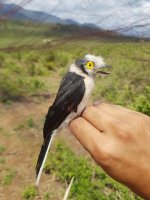 White crested helmetshrike.jpg