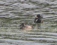 Ducks 1 P1170195.JPG