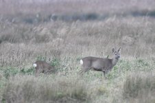 Roe Deer (2)_01.JPG