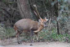 Muntjac (2).jpg