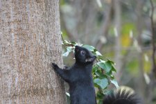 Melanistic Grey Squirrel (2)_01.JPG