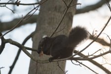 Melanistic Grey Squirrel (5)_01.JPG