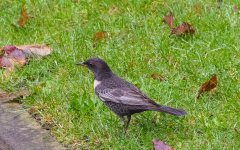 Ring Ouzel 443A4094.jpg