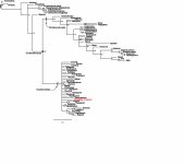 Falcatakely forsterae cladogram.jpg