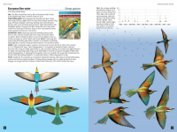 FlightIDBee-eaters.png