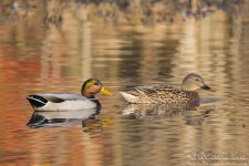 mallard_duck6.jpg