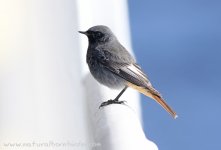 Black_Redstart_6Z7A3171_880.jpg