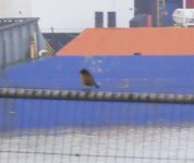 WALK 20,11,10 Redstart (Phoenicurus phoenicurus)? Bay of Nigg ><foggy St F's 6 cropped .jpg