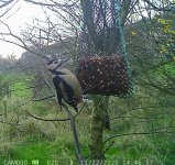 WILDCam 20,11,22  ♂ woodpecker.jpg