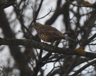 Mistle Thrush_Girdle Ness_011220a.jpg